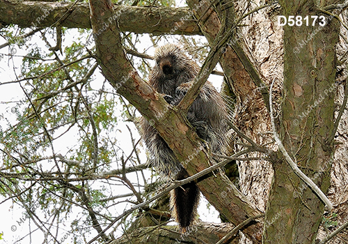 North American Porcupine (Erethizon dorsatum)